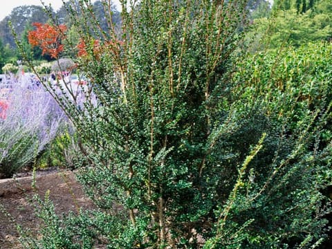 Azara microphylla