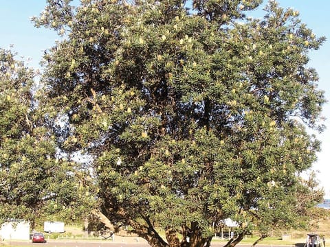 Banksia integrifolia