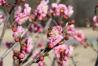 Honey bee on a pink flower of Prunus mume 'Peggy Clarke' (Japanese Apricot), with rose buds and more blossom on bare branches.