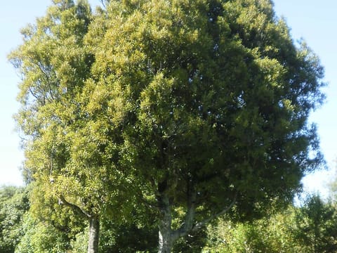 Beilschmiedia tawa