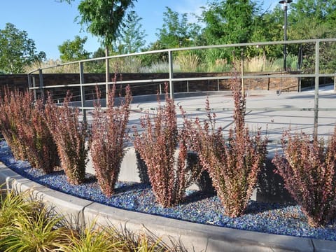 Berberis thunbergii f. atropurpurea 'Helmond Pillar'