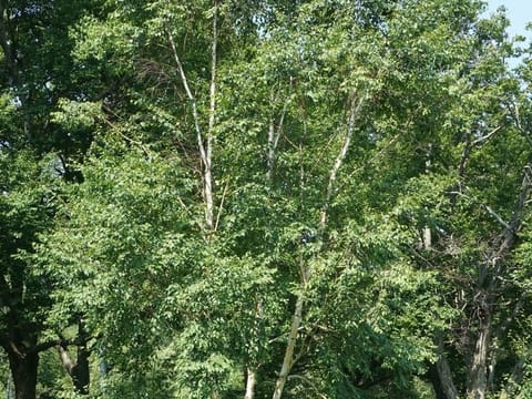 Betula costata