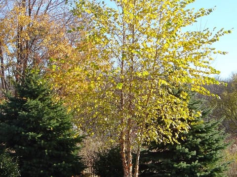 Betula nigra
