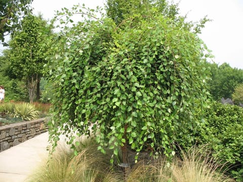 Betula nigra 'Summer Cascade'