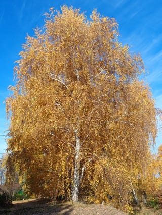 Betula pendula (Silver Birch) in autumn, with a pale trunk and drooping branches covered in golden-yellow leaves against a clear blue sky.