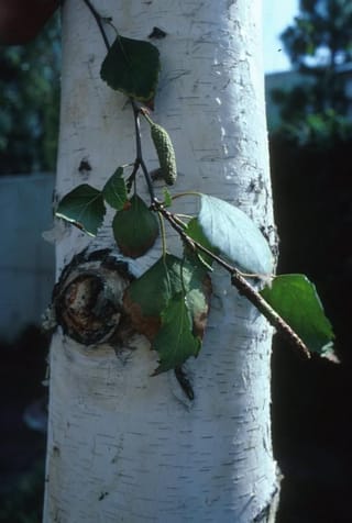 Betula pendula (Silver Birch) trunk with white papery bark and a dark knot, with a leafy twig and green catkin held against it.