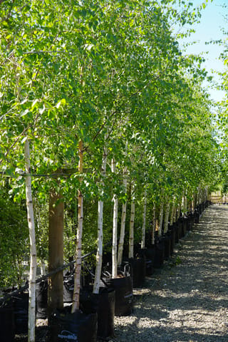 Betula pendula (Silver Birch) trees in a long row in black planter bags, with white trunks and fresh green foliage beside a gravel path.