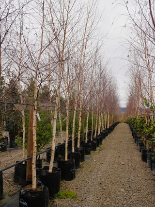 Rows of leafless Betula pendula (Silver Birch) with pale peeling trunks, growing in black planter bags along a gravel nursery path.