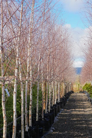 Betula pendula (Silver Birch) trees in a nursery row, bare in winter with white trunks and fine branches, growing in black planter bags along a gravel path.