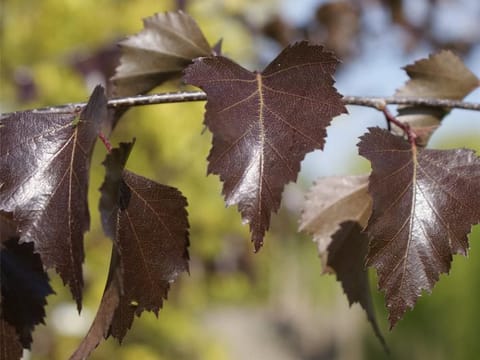 Betula pendula 'Black Prince'