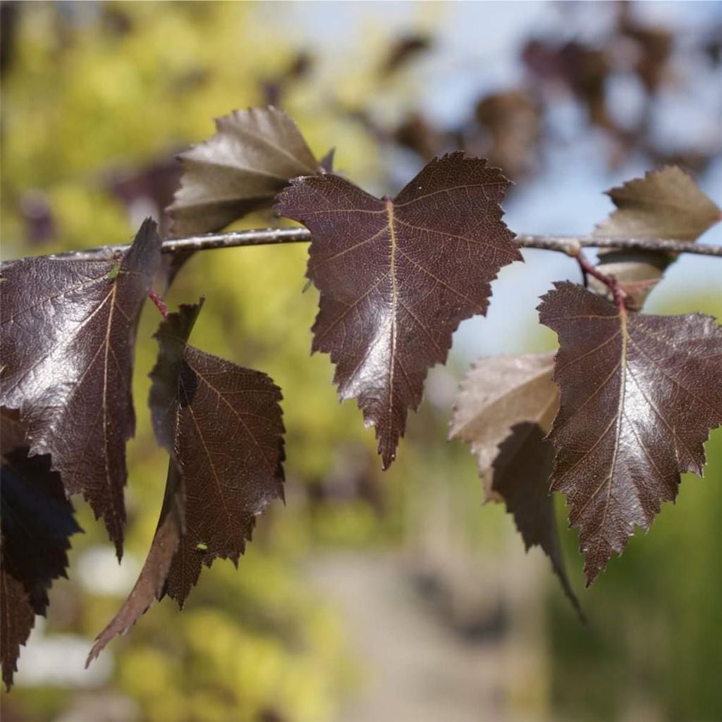 Close-up of Betula pendula 'Black Prince' (Silver Birch) branch with glossy, serrated purple-brown leaves against a blurred green and blue background.