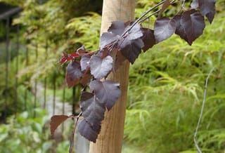 Betula pendula 'Black Prince' (Silver Birch) branch with purple-maroon toothed leaves on slender dark stems, beside a wooden stake against green foliage.