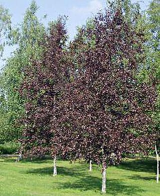 Betula pendula 'Black Prince' (Silver Birch) trees with dense purple foliage and white trunks, growing on a lawn with green trees behind.