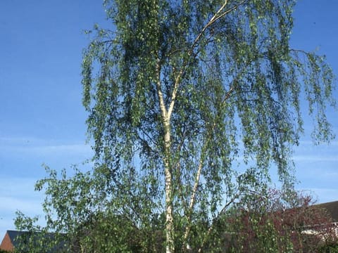 Betula pendula 'Dalecarlica'