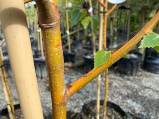Betula pendula 'Wade's Gold' (Silver Birch) young stem with golden-orange bark and small white lenticels, bearing fresh green leaves, beside a bamboo stake in a nursery.