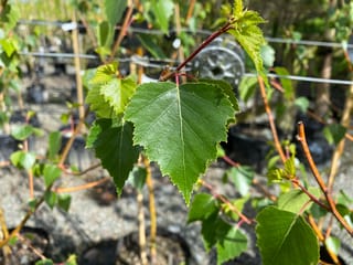 Betula pendula 'Wade's Gold' (Silver Birch) leaves, toothed and green with a reddish stem, on young potted trees staked in a nursery.
