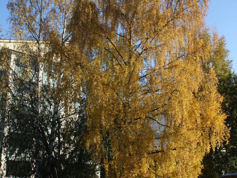 Betula pendula 'Wade's Gold'