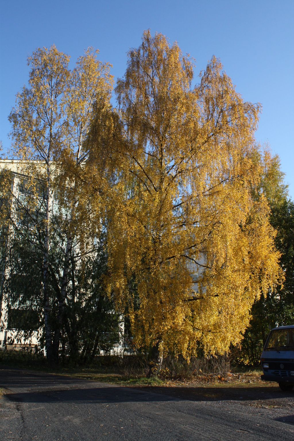 Betula pendula 'Wade's Gold' (Silver Birch) in autumn, with drooping branches of golden-yellow foliage beside a building, under a clear blue sky.