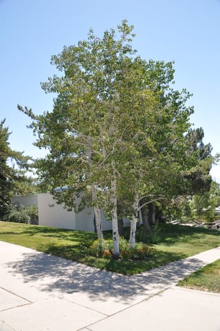 Betula pendula 'Wade's Gold' (Silver Birch), a multi-stemmed tree with white trunks and green summer foliage, growing on a lawn beside a footpath.