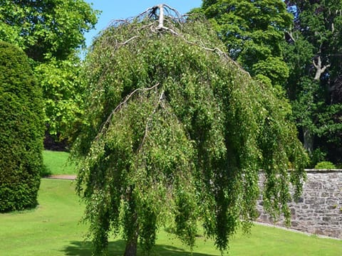 Betula pendula 'Youngii'