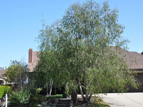 Betula pendula