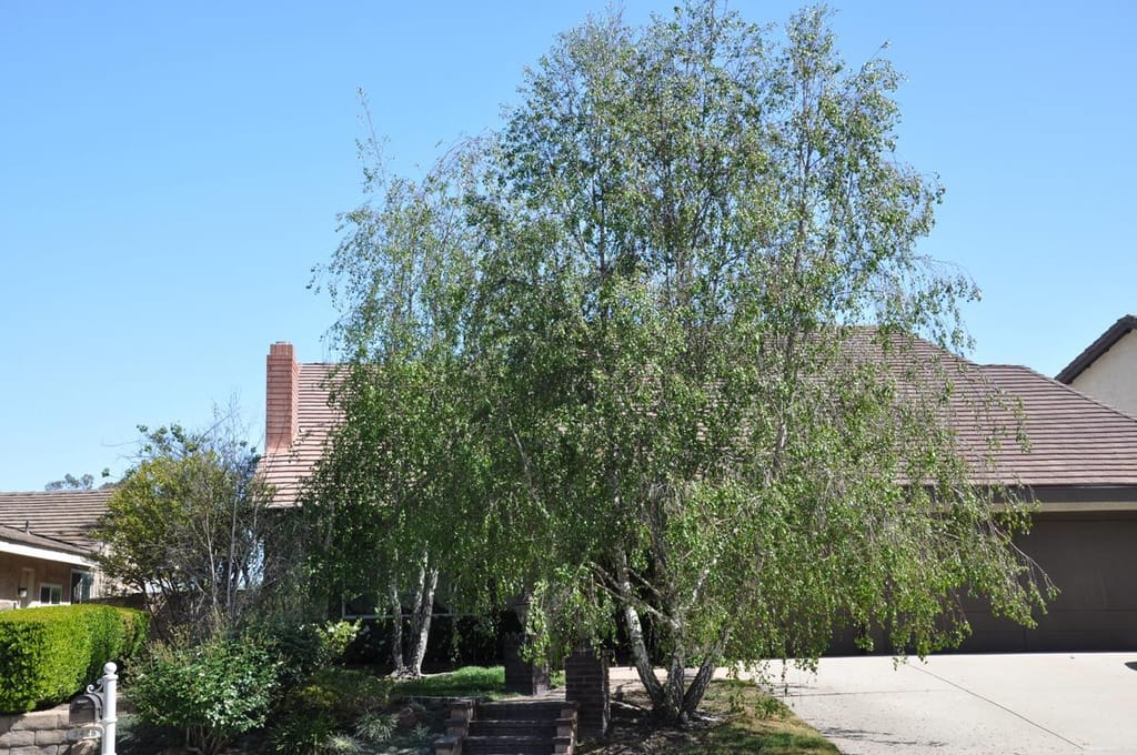 Betula pendula (Silver Birch), a multi-stemmed tree with pale trunks and drooping green foliage, growing in front of a house beside brick steps.