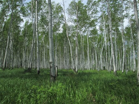 Betula platyphylla var. japonica