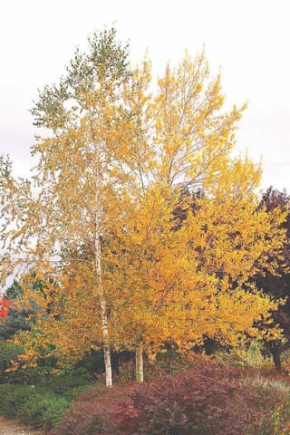 Betula populifolia 'Whitespire' (Grey Birch), a multi-stemmed tree with pale white trunks and golden-yellow autumn leaves, standing above red-purple and green shrubs.