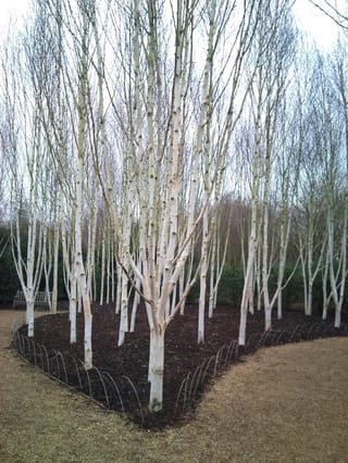 Betula populifolia 'Whitespire' (Grey Birch) grove of leafless, white-barked trunks with narrow upright growth, planted in dark mulch beside a gravel path.