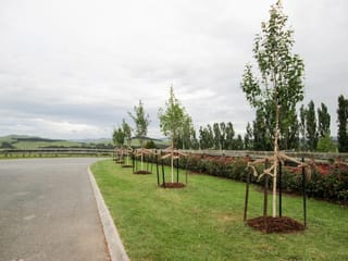 Young Betula populifolia 'Whitespire' (Grey Birch) trees with pale trunks, staked and mulched in a row along a grassy verge beside a rural road.