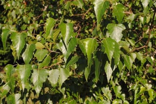 Betula populifolia 'Whitespire' (grey birch) foliage, showing glossy green, triangular, toothed leaves with pointed tips on slender brown twigs in sunlight.