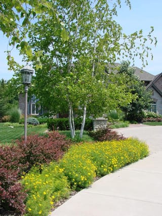 Betula populifolia 'Whitespire' (Grey Birch), a multi-stemmed tree with white trunks and green leaves, planted beside a driveway with yellow flowers and burgundy shrubs.