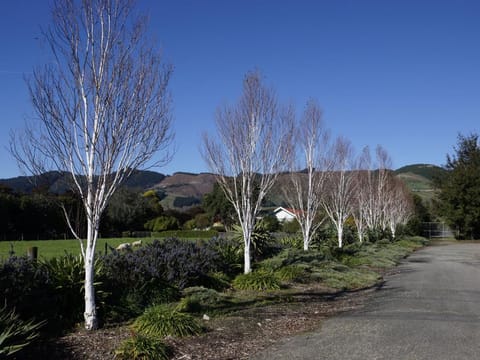Betula populifolia 'Whitespire'