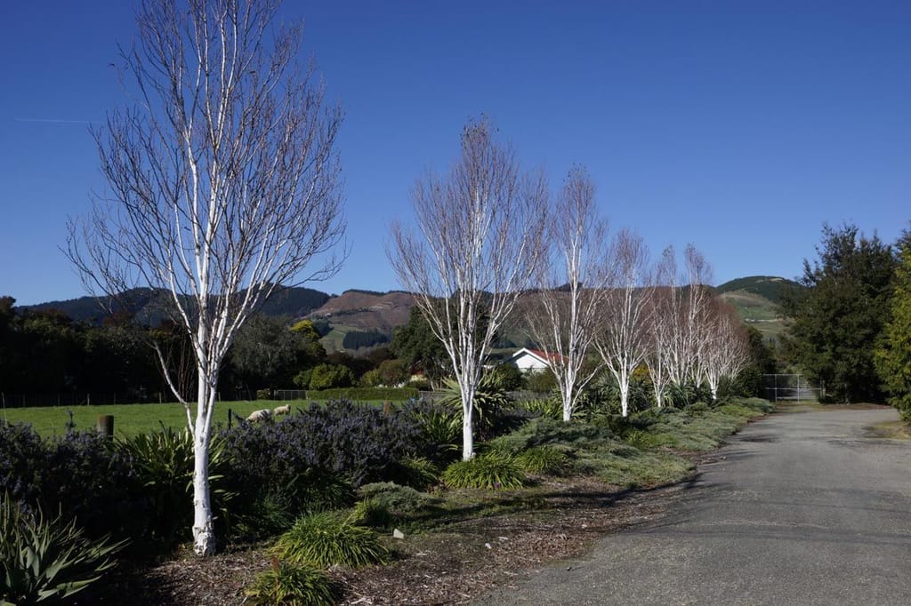 Betula populifolia 'Whitespire' (Grey Birch), bare white-barked upright trees lining a gravel driveway, with garden shrubs, paddocks and hills behind.