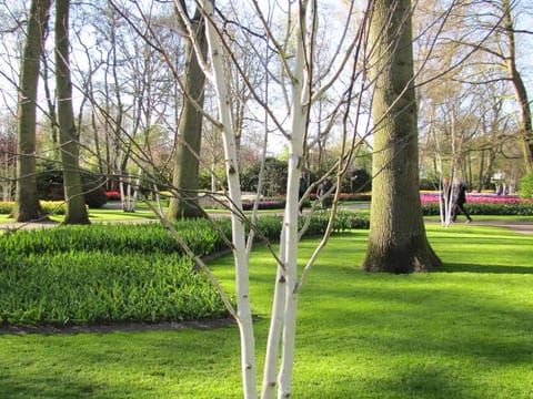Betula utilis subsp. jacquemontii 'Dazzler'
