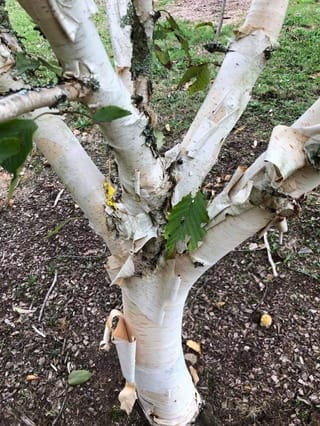 Betula utilis subsp. jacquemontii 'Silver Shadow' (Himalayan Birch) trunk splitting into several white, peeling-bark stems, with a few green leaves, mulched ground and grass behind.
