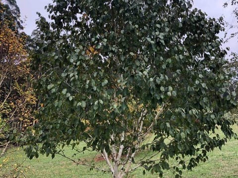 Betula utilis subsp. jacquemontii 'Silver Shadow'