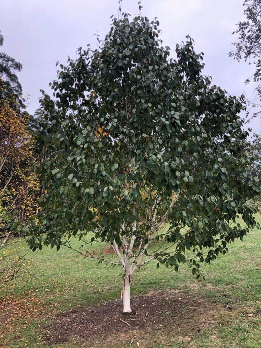 Betula utilis subsp. jacquemontii 'Silver Shadow' (Himalayan Birch), a young tree with a white trunk and dense dark green foliage, growing on mulched lawn.