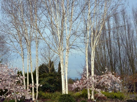 Betula utilis subsp. jacquemontii