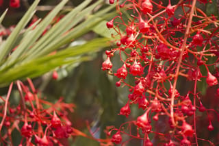 Brachychiton acerifolius (Illawarra Flame Tree) with branching red stems carrying clusters of small scarlet bell-shaped flowers, and a small bee near one bloom.