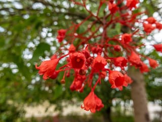 Brachychiton acerifolius (Illawarra Flame Tree) close-up of a branching cluster of scarlet bell-shaped flowers, with green foliage and a trunk blurred behind.