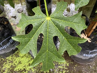 Brachychiton acerifolius (Illawarra Flame Tree) leaf, deeply lobed and glossy green with pale veins and raindrops, held above black nursery planter bags.