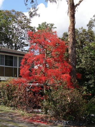 Brachychiton acerifolius (Illawarra Flame Tree) covered in scarlet red flowers on bare branches, beside a house and a tall eucalyptus trunk.