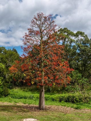 Brachychiton acerifolius (Illawarra Flame Tree) standing alone on grass, its mostly bare branches covered in clusters of red flowers against cloudy sky.
