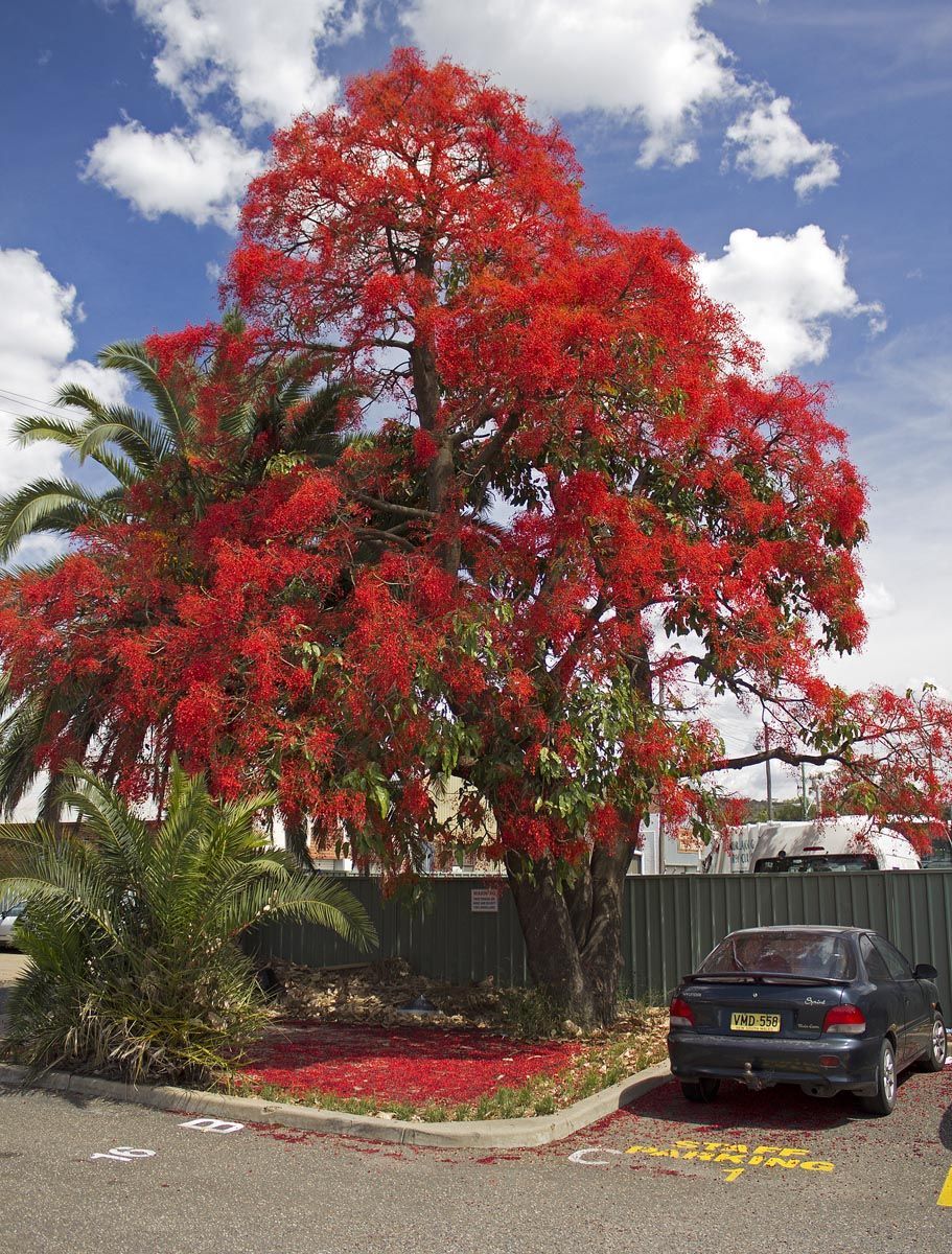 Brachychiton acerifolius (Illawarra Flame Tree) in full bloom, covered in scarlet flowers, beside a car park with fallen red petals on the ground.