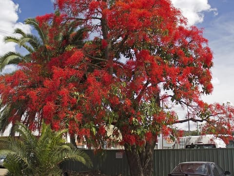 Brachychiton acerifolius