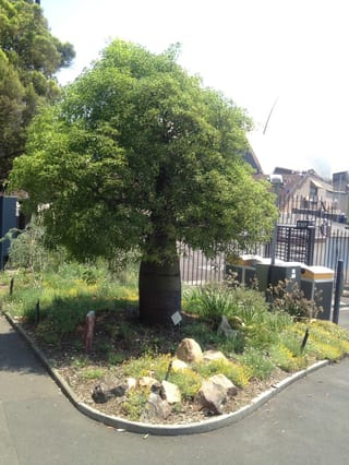 Brachychiton rupestris (Queensland Bottle Tree) with a swollen, barrel-like trunk and a rounded green canopy, growing in a rocky garden bed beside a footpath.