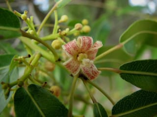 Brachychiton rupestris (Queensland Bottle Tree) close-up of a small cream flower streaked with red, surrounded by round yellow-green buds and dark green leaves.