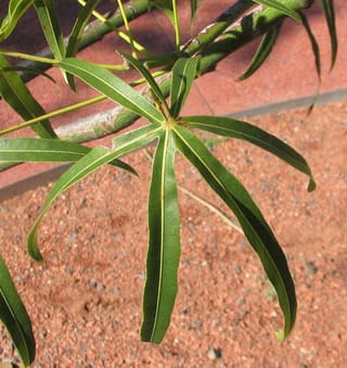 Brachychiton rupestris (Queensland Bottle Tree) leaf with narrow green lobes radiating from a central point, on green stems above red gravel and paving.