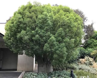 Brachychiton rupestris (Queensland Bottle Tree) with a rounded green canopy and a thick, swollen grey trunk, growing beside a building and garden shrubs.